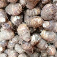 因地制宜做大做強(qiáng)蔬菜重點產(chǎn)業(yè)-會澤蔬菜