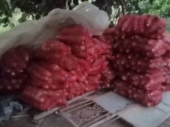 騰沖花魔芋種子批發(fā) 魔芋種子圖片 珠芽魔芋種子價(jià)格圖3