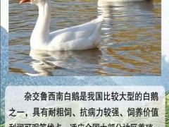 雜交鵝品種大全介紹   雜交鵝圖片   雜交鵝掌楸圖1