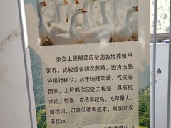 雜交鵝的品種及價(jià)格表   雜交鵝的品種及價(jià)格大全   雜交鵝的品種及價(jià)格圖片圖1