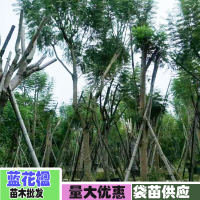 云南藍花楹樹多少錢一棵？6公分價格昆明藍花楹樹
