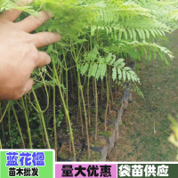 云南藍(lán)花楹_昆明藍(lán)花楹種苗價(jià)格多少錢(qián)?