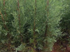 重慶10年的藏柏樹苗| 柏樹苗種植商 塔柏袋苗圖片圖1