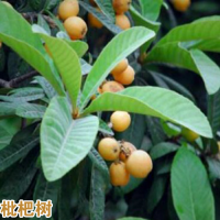 曲靖馬龍枇杷苗價(jià)格多少錢一棵|五星大枇杷苗基地|枇杷苗批發(fā)價(jià)格查詢