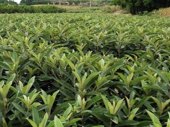 德宏隴川枇杷苗的種植方法|正宗蒙自枇杷苗|枇杷苗批發(fā)價(jià)格查詢(xún)圖1