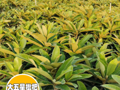 曲靖陸良枇杷苗種植|五星大枇杷苗基地|紅河枇杷苗基地圖1