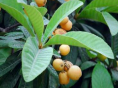 普洱瀾滄枇杷苗種植|正宗蒙自枇杷苗|紅河枇杷苗基地圖1