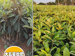 普洱墨江枇杷苗幾年能結果|正宗蒙自枇杷苗|紅河枇杷苗基地圖1