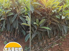 曲靖師宗枇杷苗圖片|正宗蒙自枇杷苗|紅河枇杷苗基地圖1