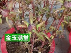 牡丹盆栽 年宵貨可以出了，過年牡丹切枝 可以出貨了圖1