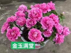 牡丹盆栽 年宵貨可以出了，過年牡丹切枝 可以出貨了圖4