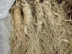 長(zhǎng)白山鮮人參 林下鮮人參 有需要聯(lián)系圖2